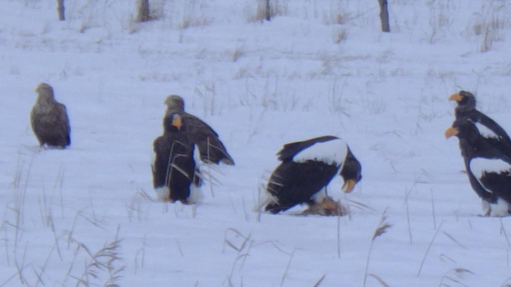 北海道 Kiritappuriゲストハウス エクステリア 写真